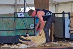 Sheep Shearing at The Dorset County Show